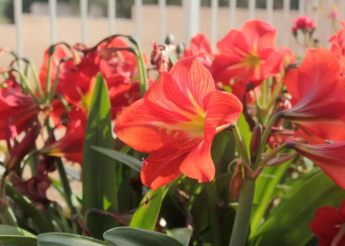 公寓 10082b 奥瑞比克